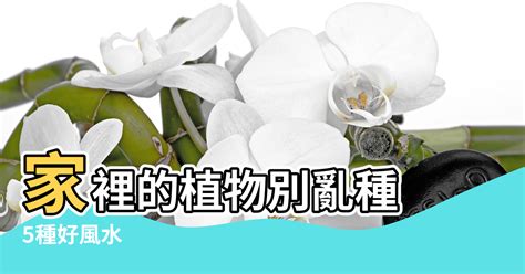 盆栽數量風水|家裡的植物別亂種！命理師湯鎮瑋曝5大植栽風水禁忌，盆栽放「。